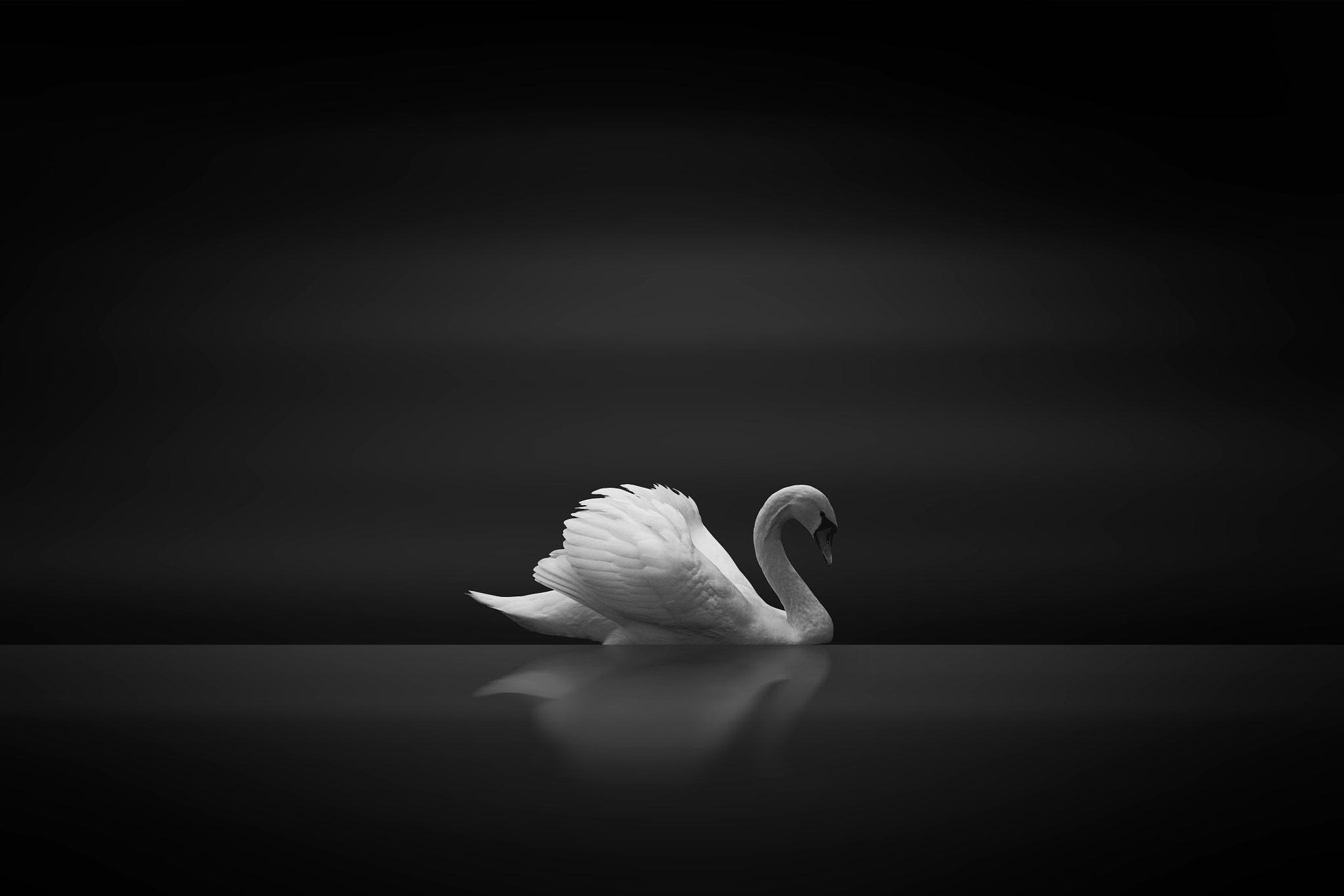 Canon EOS 500D (EOS Rebel T1i / EOS Kiss X3) sample photo. Swan photography