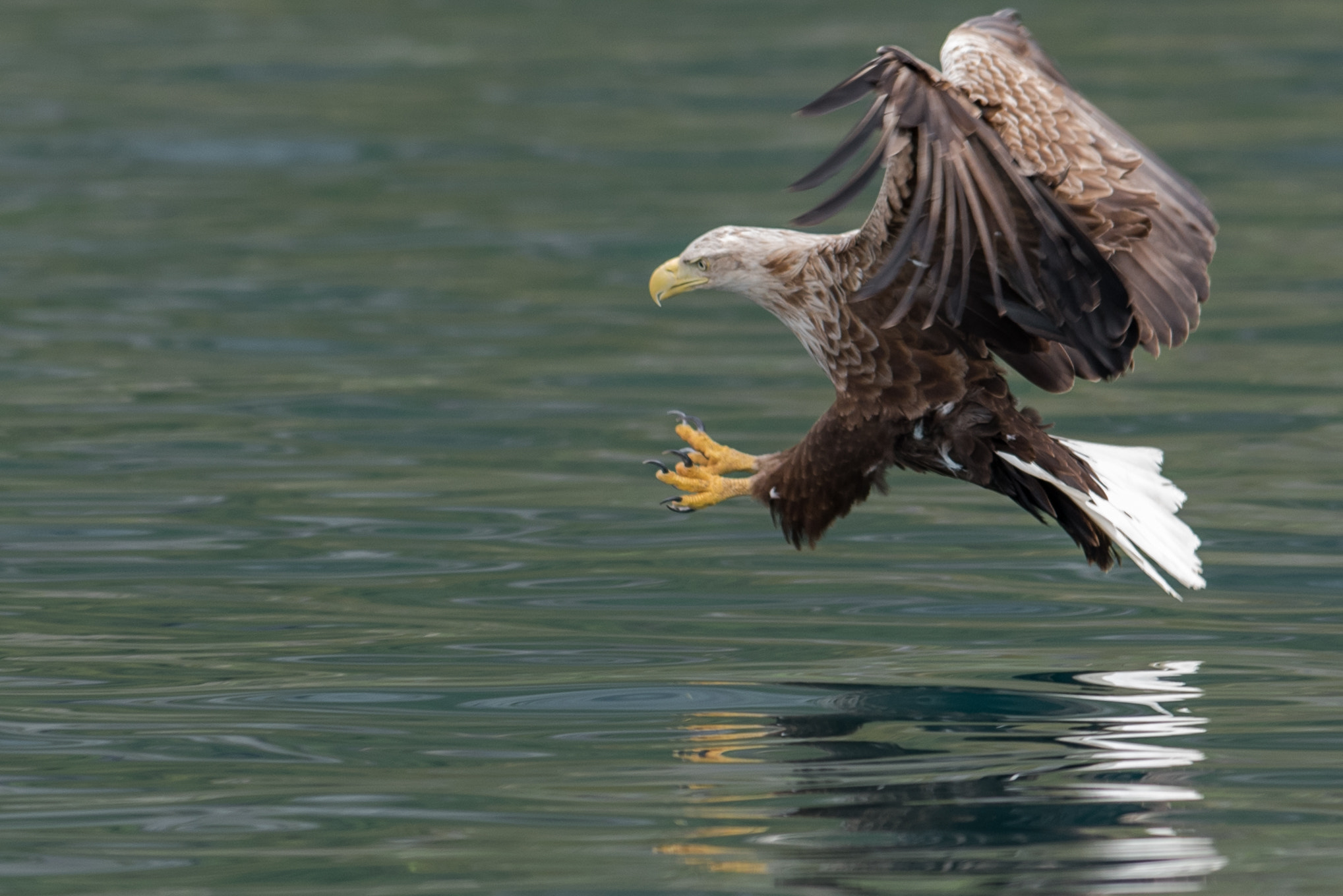Nikon AF-S Nikkor 300mm F2.8G ED VR II sample photo. My friend the sea-eagle photography