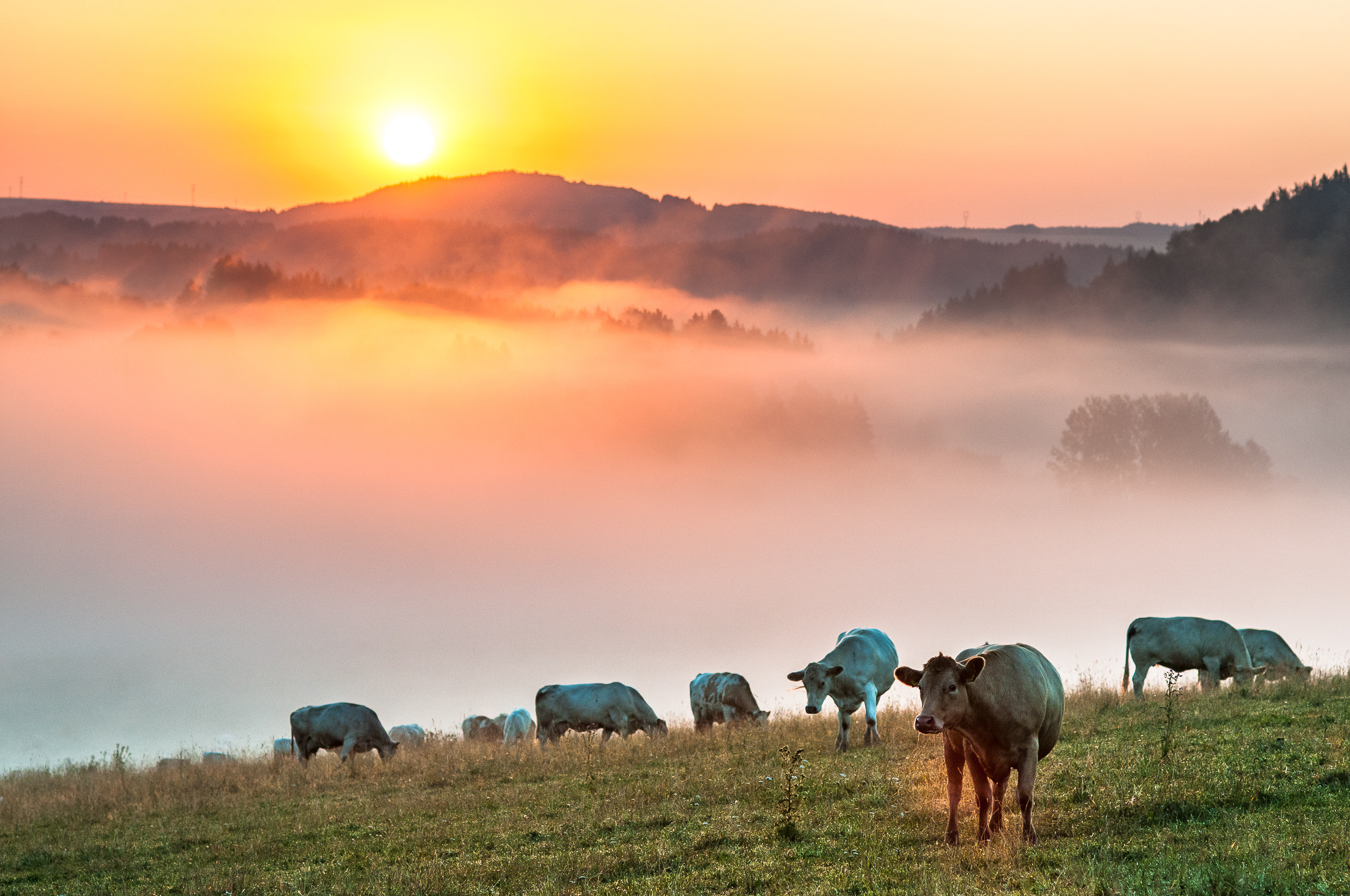 Nikon D300 + Nikon AF Nikkor 85mm F1.8D sample photo. Morning pasture photography