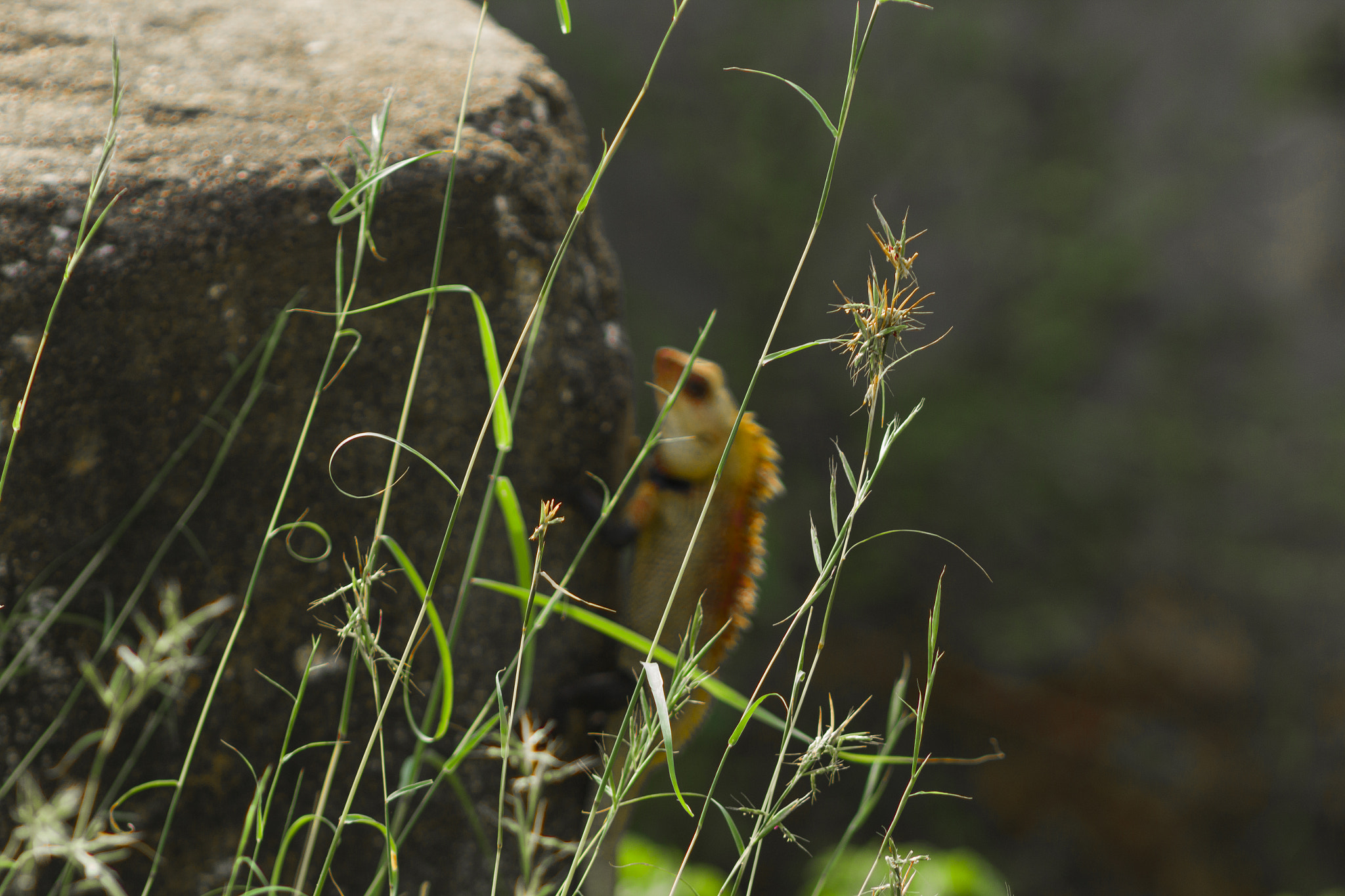 Canon EF 75-300mm f/4-5.6 USM sample photo. Oriental garden lizard photography