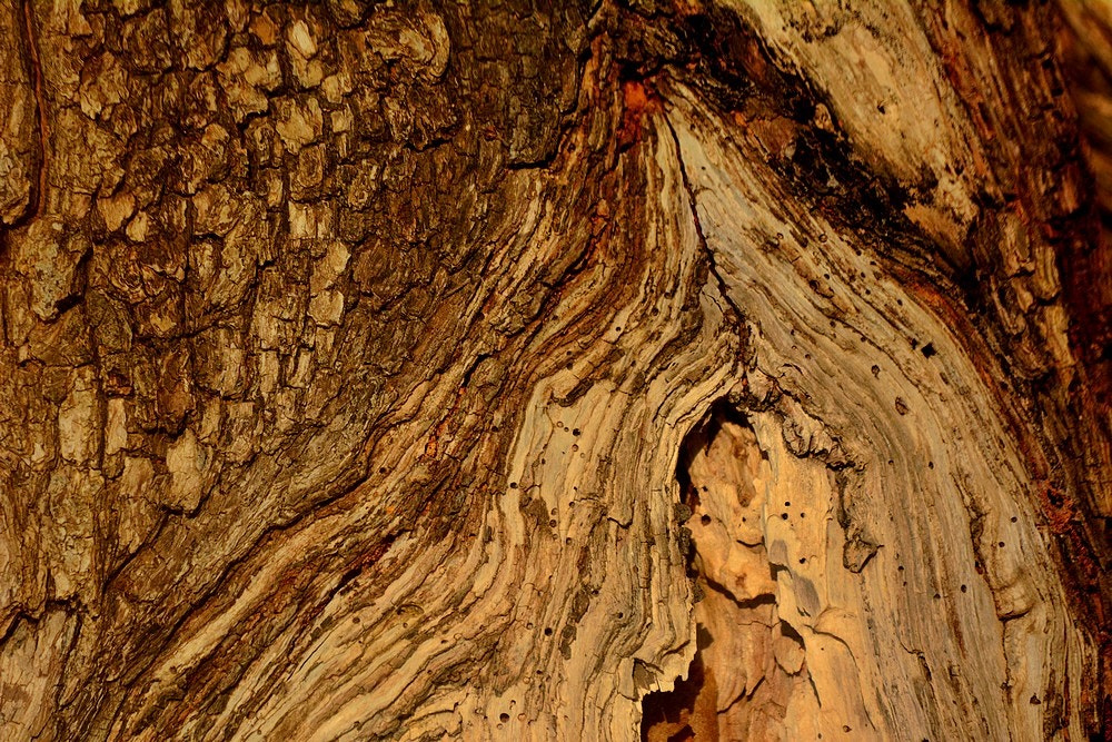 Sigma 70-300mm F4-5.6 APO Macro Super II sample photo. Un arbre vieux, fatigué et blessé comme moi ! mais vivant... photography