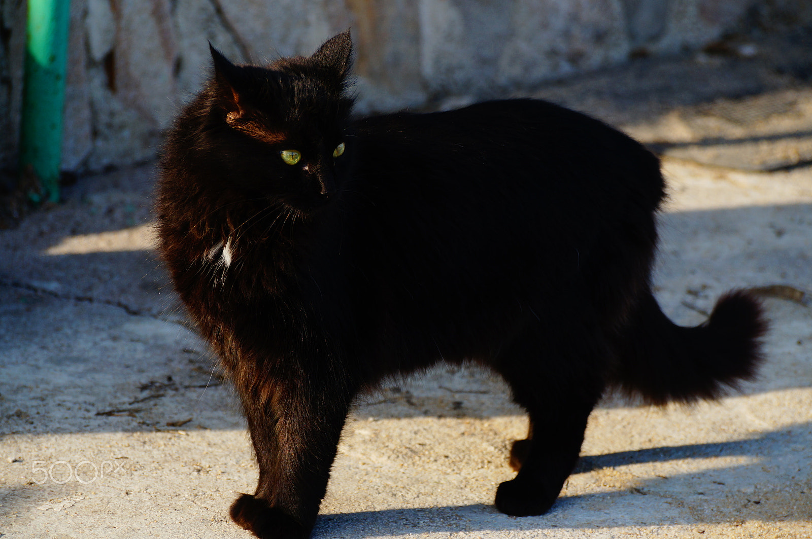 Sony DT 55-300mm F4.5-5.6 SAM sample photo. Blacky photography