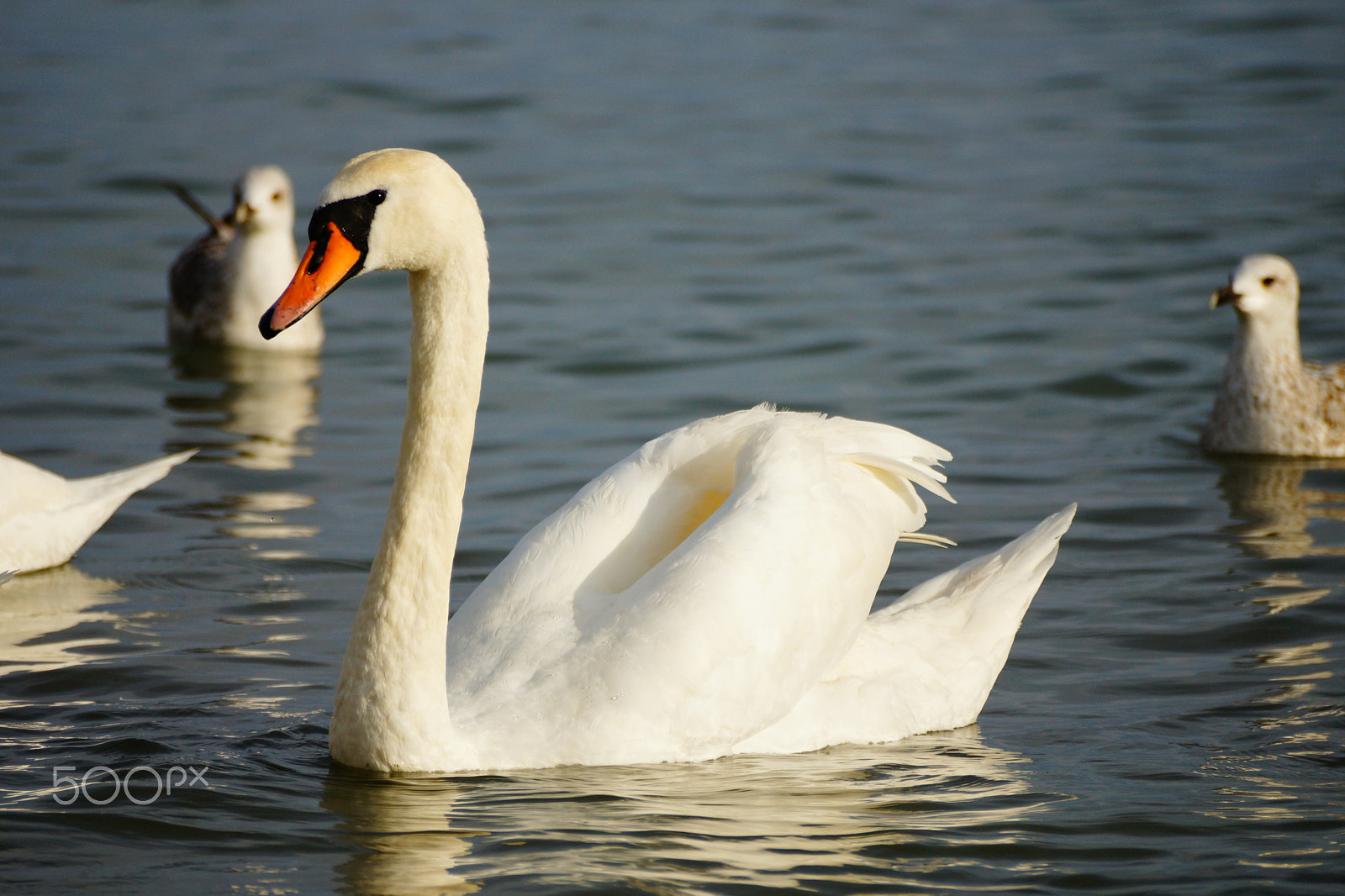 Sony DT 55-300mm F4.5-5.6 SAM sample photo. Swan photography