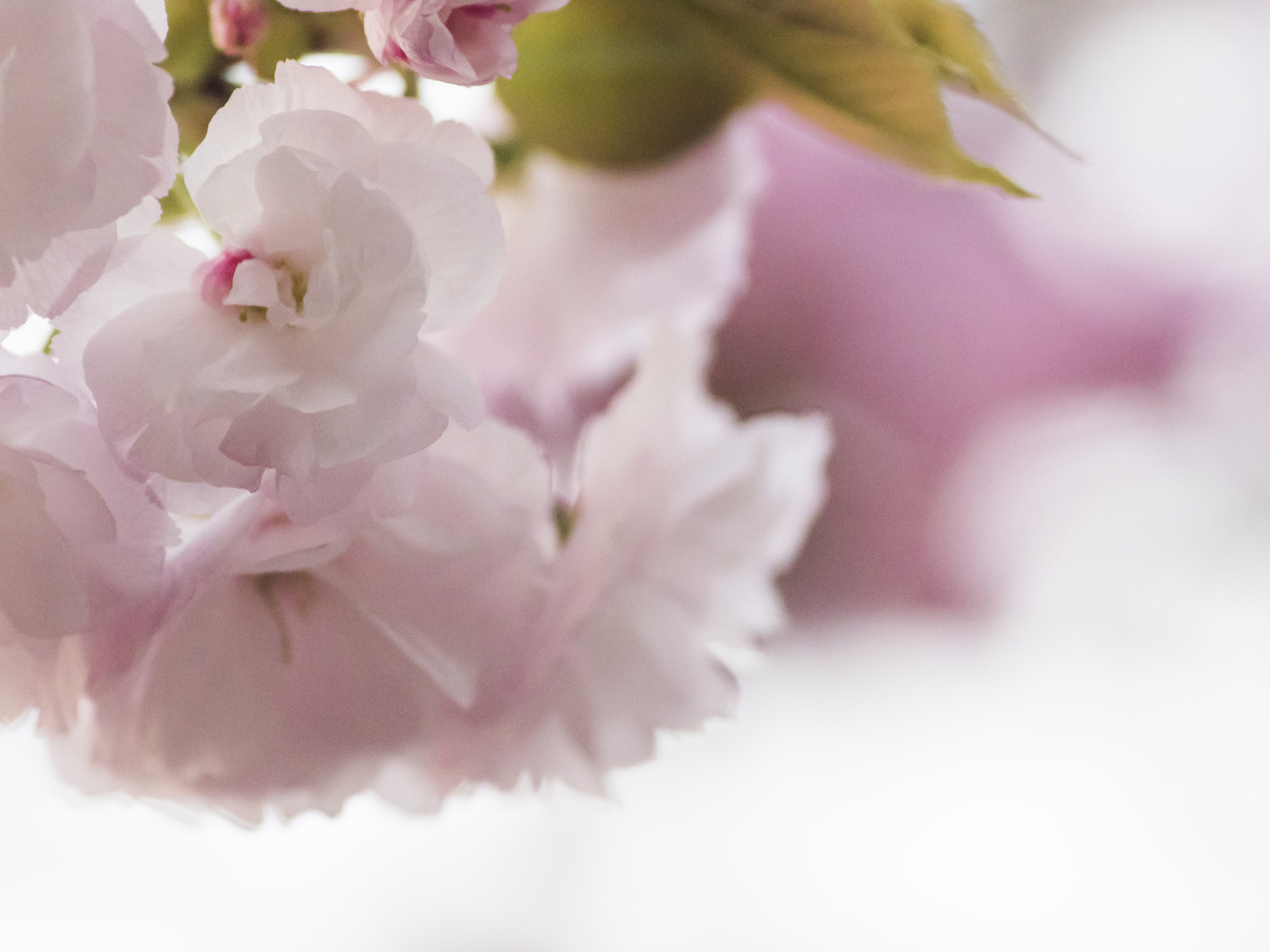 Panasonic Lumix DMC-GH4 sample photo. Sakura 桜 photography