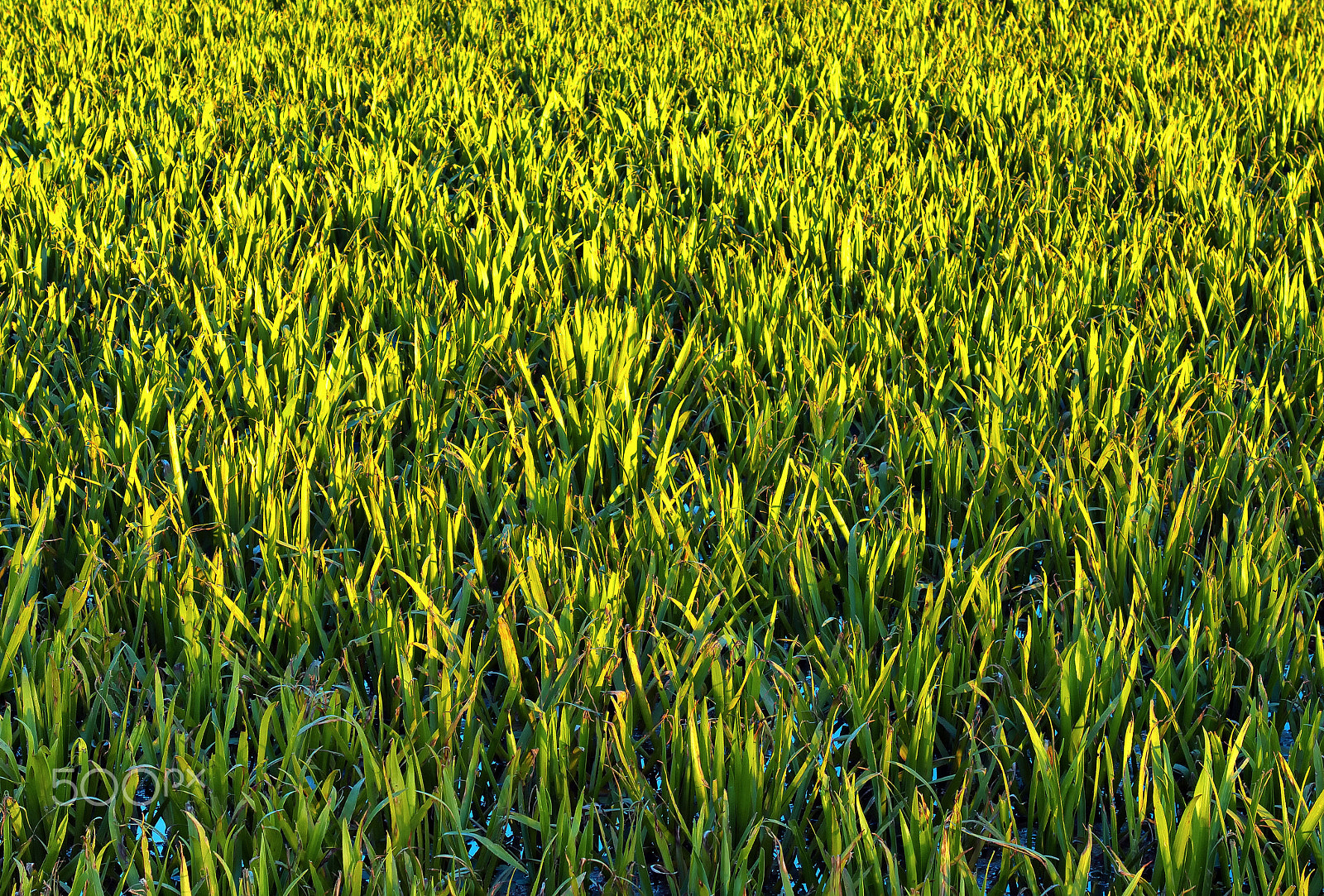 AF Zoom-Nikkor 28-100mm f/3.5-5.6G sample photo. Foliage at sunset photography