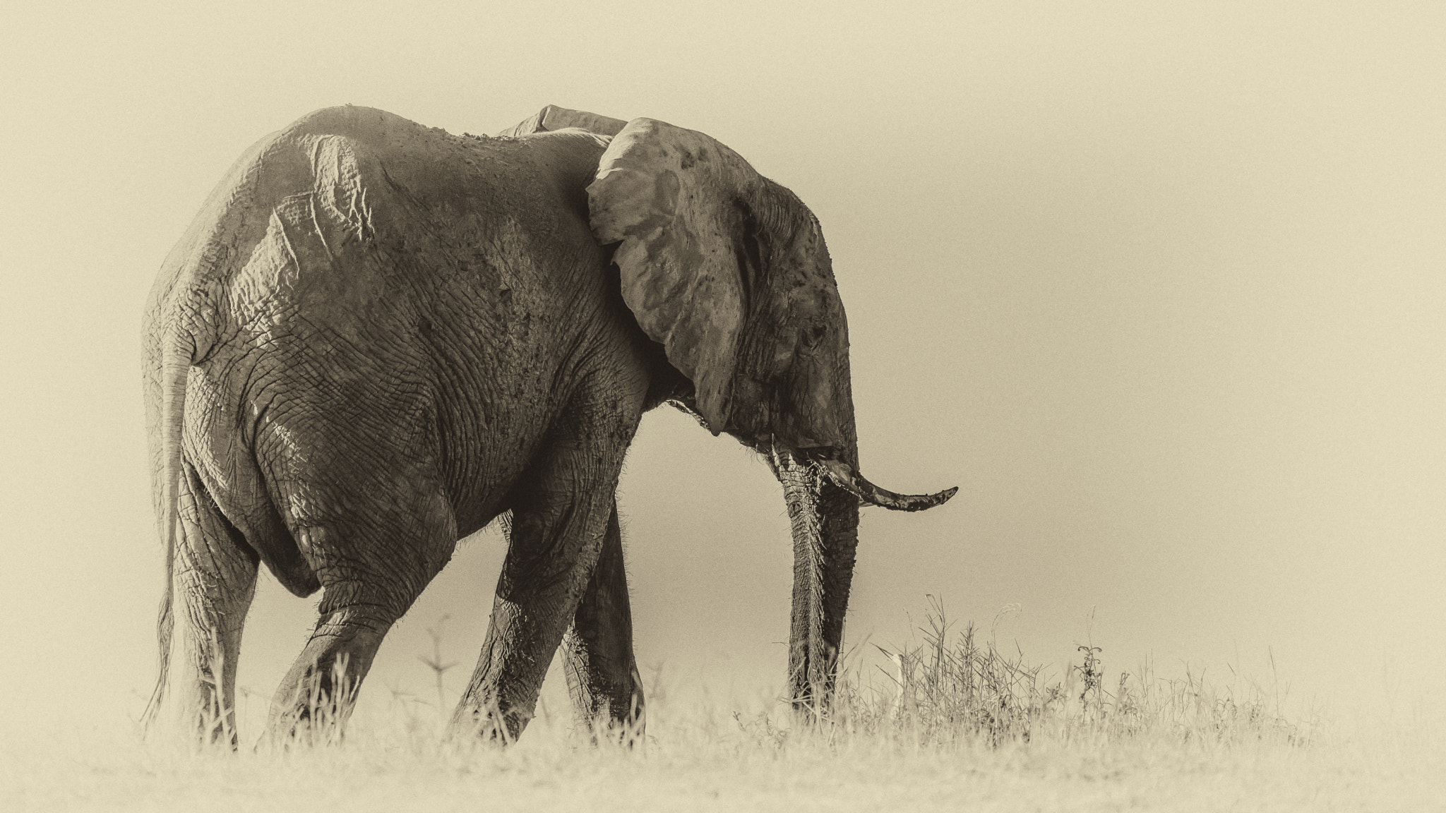 Sigma 150-600mm F5-6.3 DG OS HSM | S sample photo. Antique elephant photography