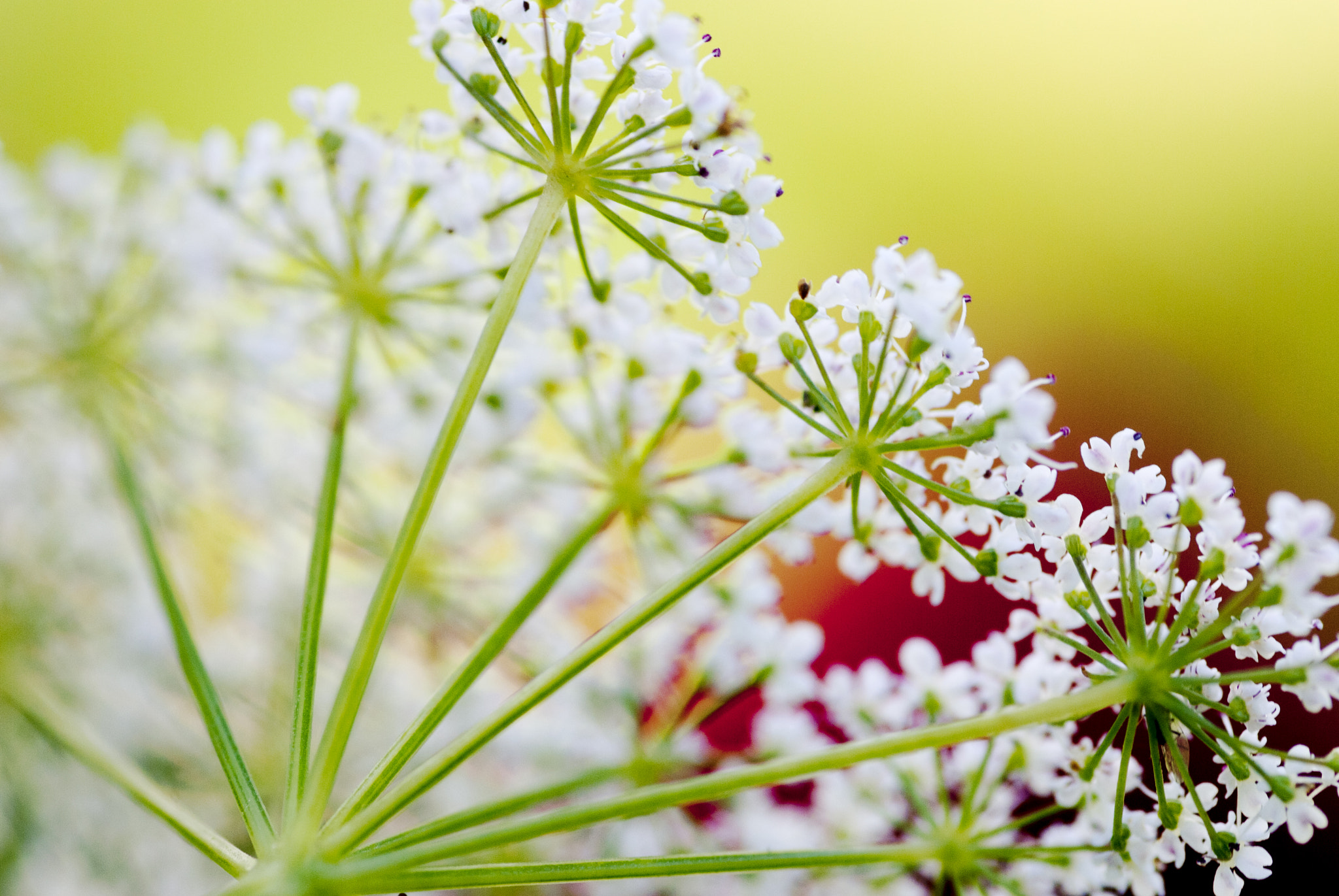 Nikon D60 sample photo. Grow photography