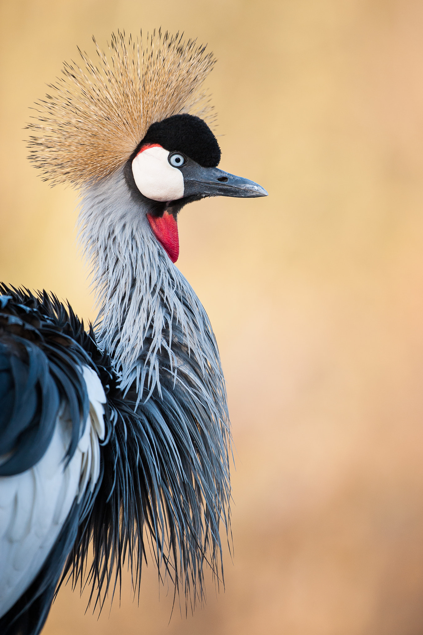 Nikon D700 + Nikon AF-S Nikkor 500mm F4G ED VR sample photo. Crowned crane photography