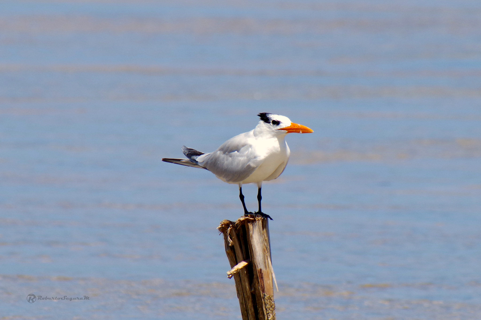 smc PENTAX-FA 80-320mm F4.5-5.6 sample photo. Royal tern - thalasseus maximus photography