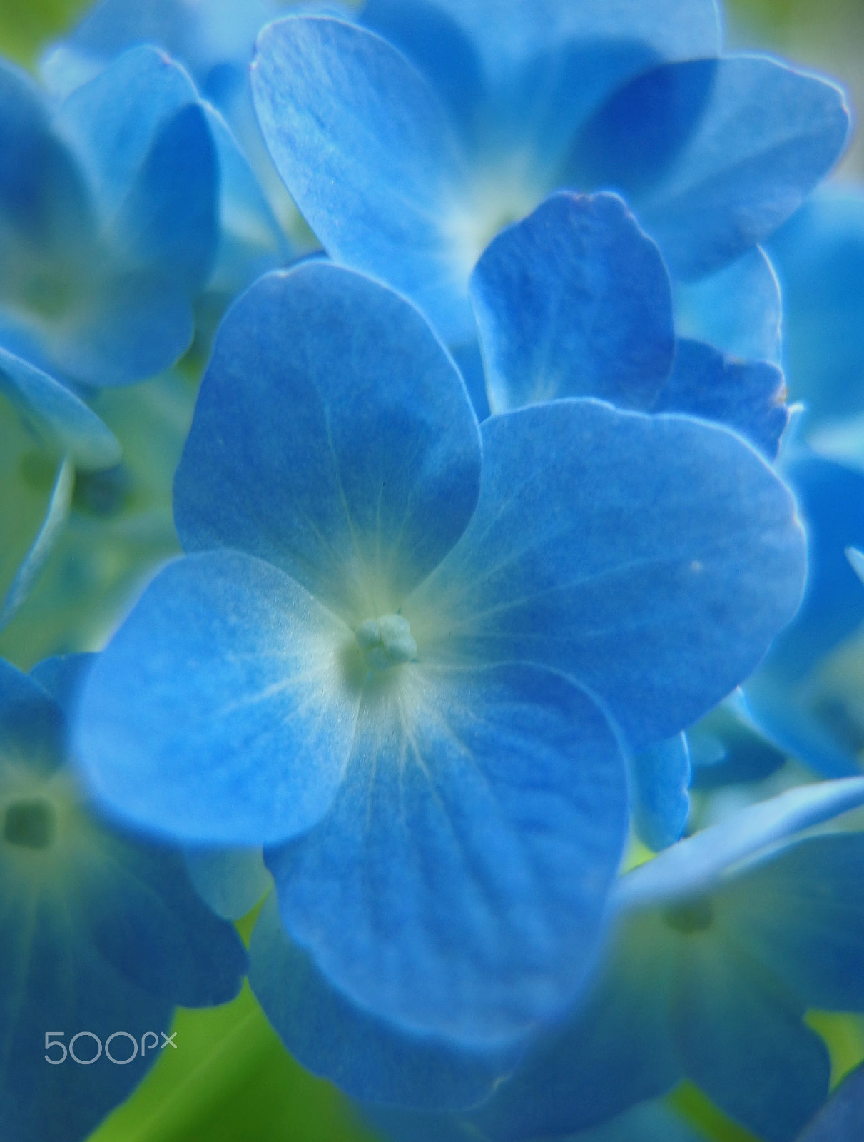 PENTAX RICOH IMAGING PENTAX MX-1 sample photo. Blue hydrangea photography
