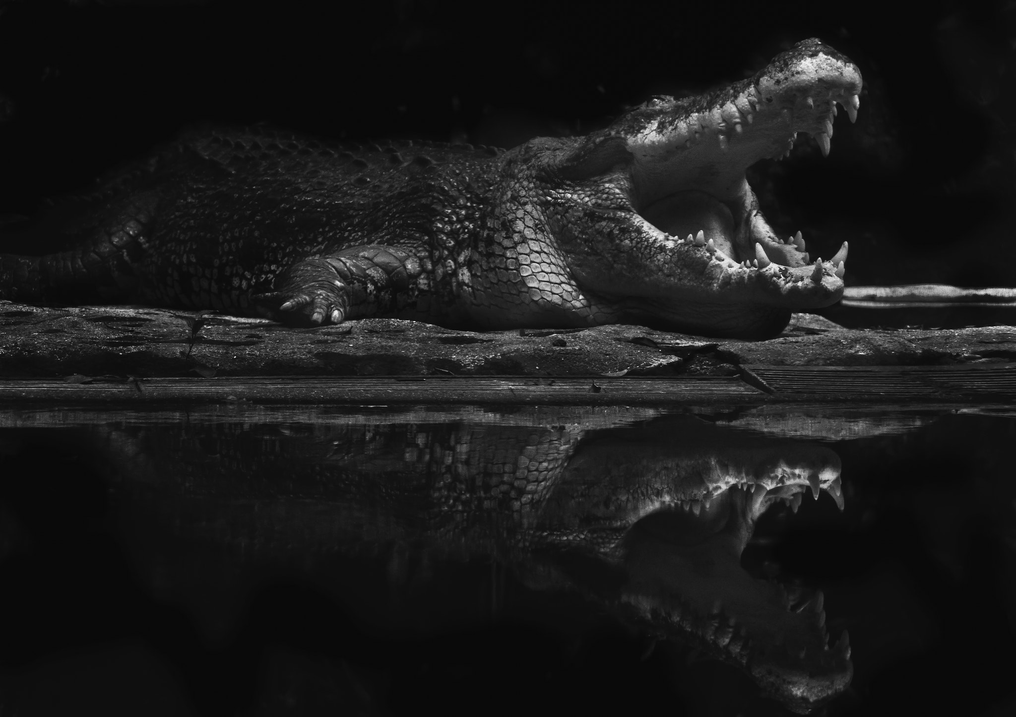 Sony DT 55-300mm F4.5-5.6 SAM sample photo. Basking croc photography