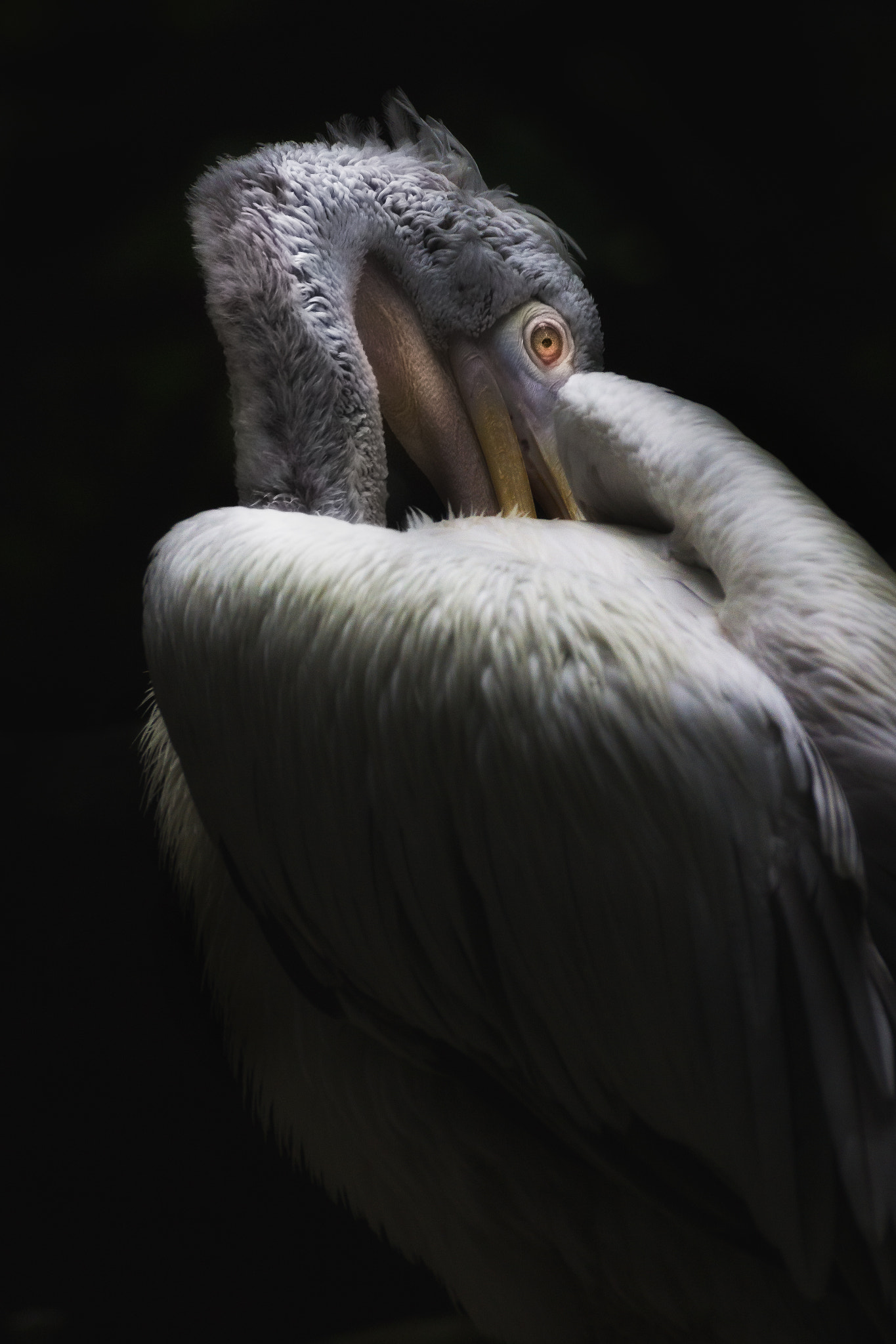 Sony DT 55-300mm F4.5-5.6 SAM sample photo. Arch angel photography