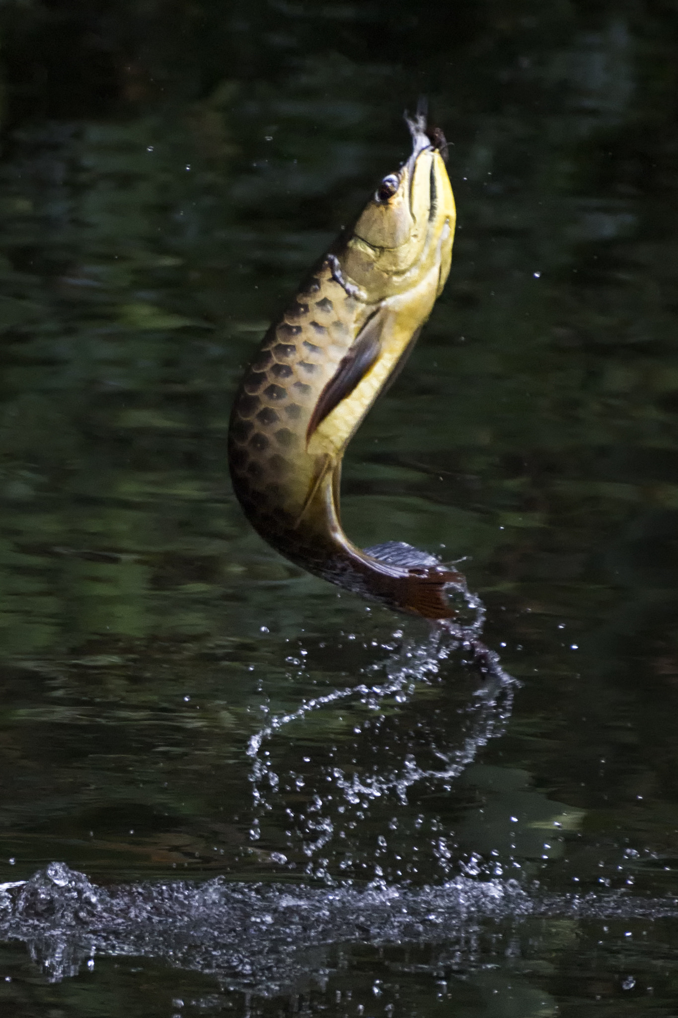 Sony DT 55-300mm F4.5-5.6 SAM sample photo. The flying arowana photography