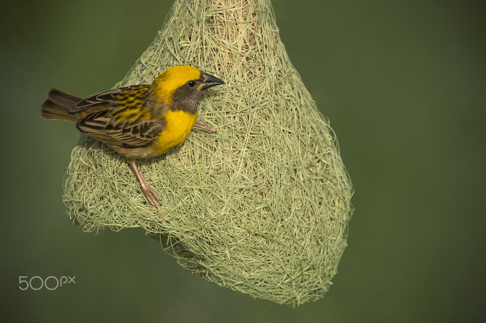 Nikon D5 + Nikon AF-S Nikkor 600mm F4G ED VR sample photo. Beauty of nature: baya weaver photography