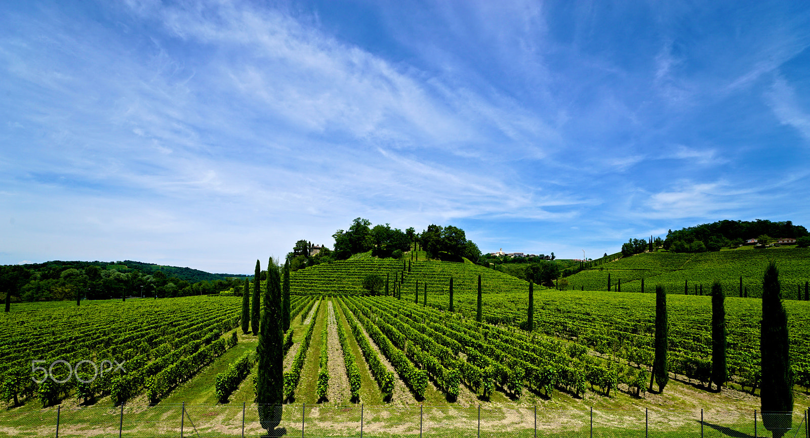 Sony a7 II + Sony Vario-Sonnar T* 16-35mm F2.8 ZA SSM sample photo. Vineyard photography