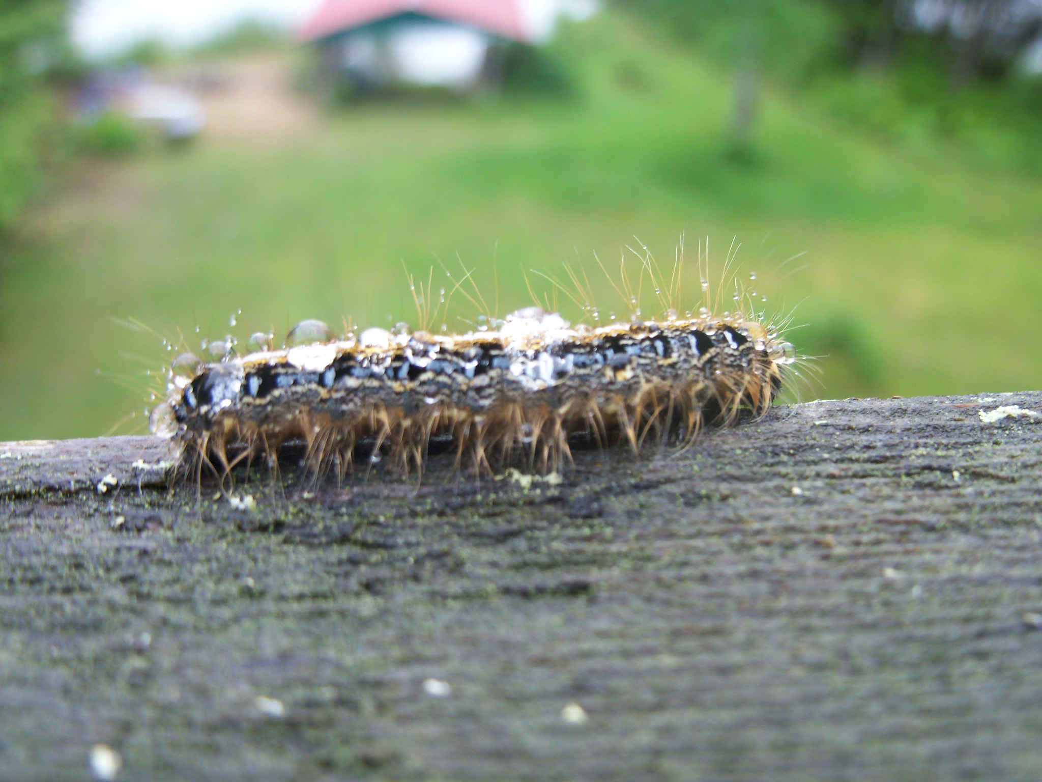 Kodak EASYSHARE C190 DIGITAL CAMERA sample photo. Caterpillar photography