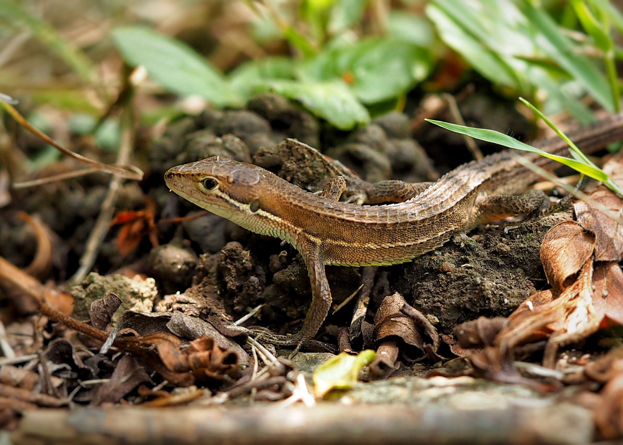 Olympus PEN E-PL7 sample photo. Japanese glass lizard photography