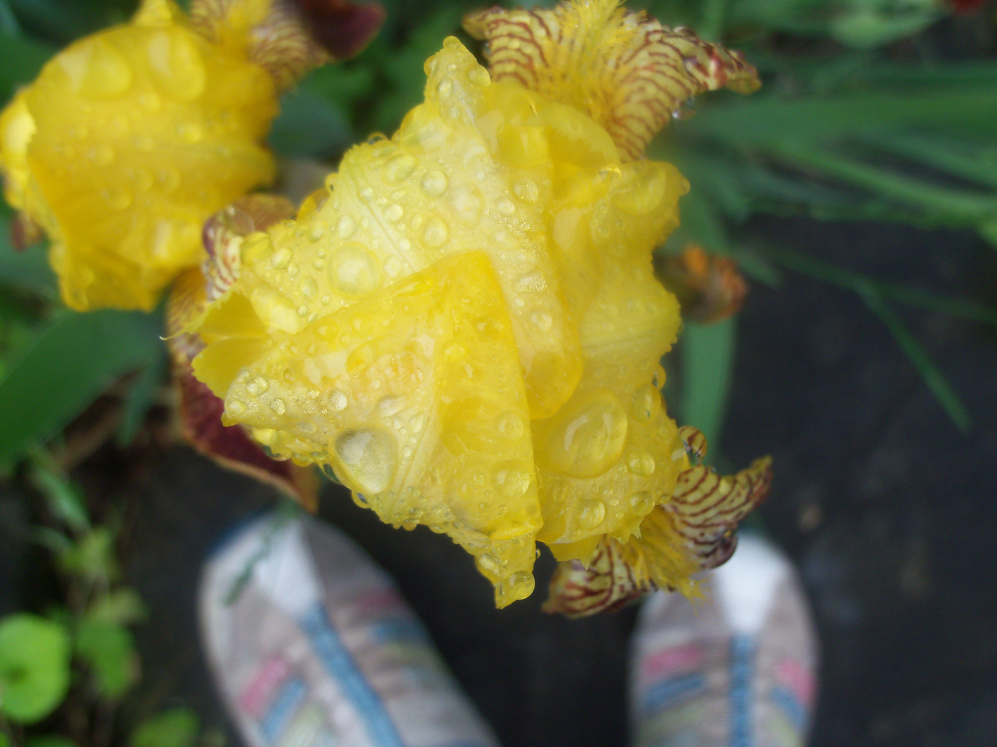 Kodak EASYSHARE C190 DIGITAL CAMERA sample photo. Yellow flower photography