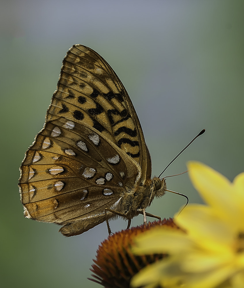 Nikon D800 + Nikon AF Micro-Nikkor 200mm F4D ED-IF sample photo. Butterfly on coneflower photography