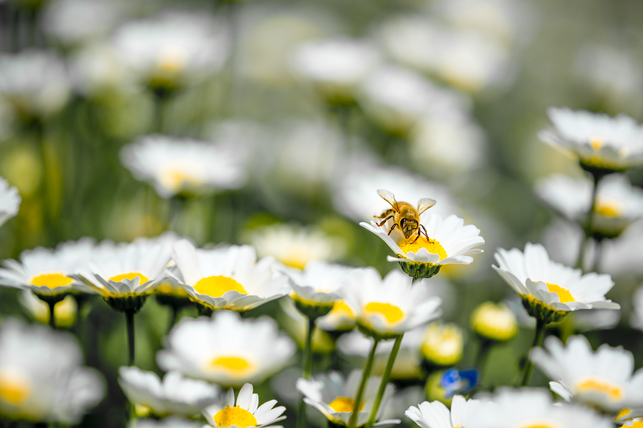 Nikon D4 + Nikon AF Micro-Nikkor 200mm F4D ED-IF sample photo. Honey bee in daisies photography