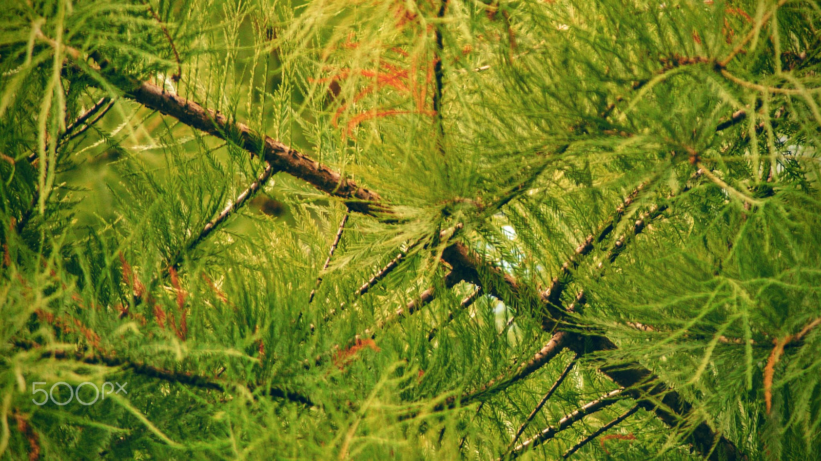 Tamron Lens (255) sample photo. Oblique photography