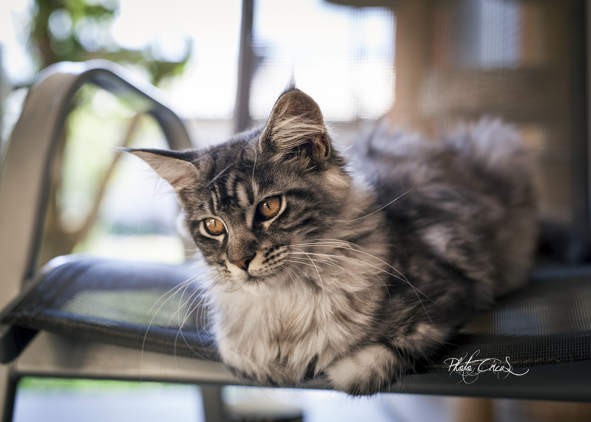 Canon EOS-1Ds Mark III sample photo. Coon'i photography