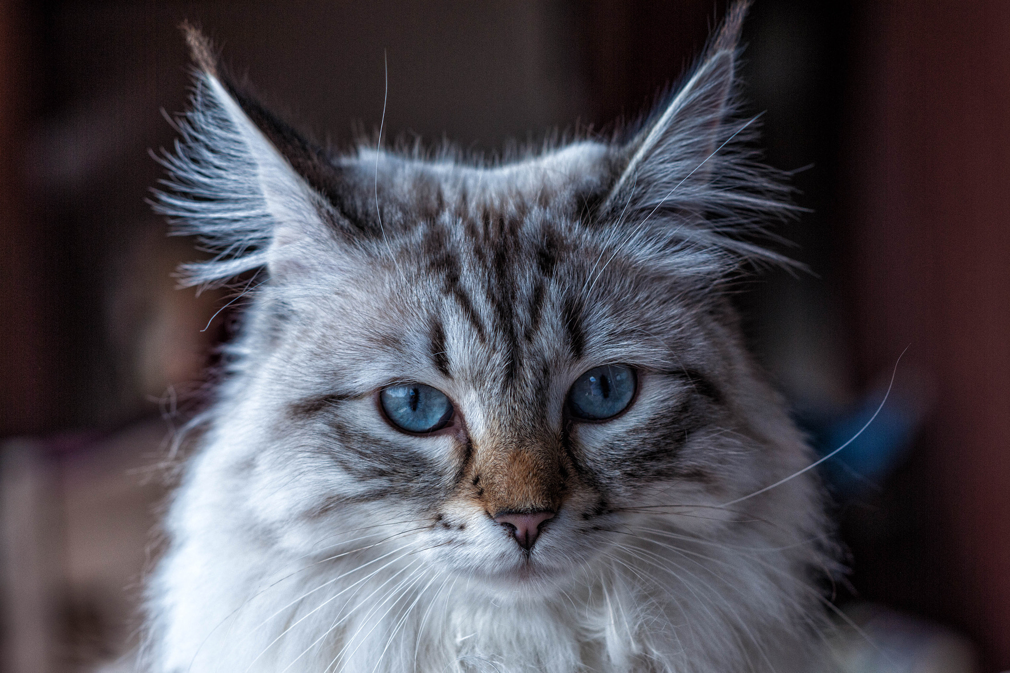 Nikon D3X + Nikon AF Nikkor 105mm F2D DC sample photo. Princess cassiopeia - immortal star photography