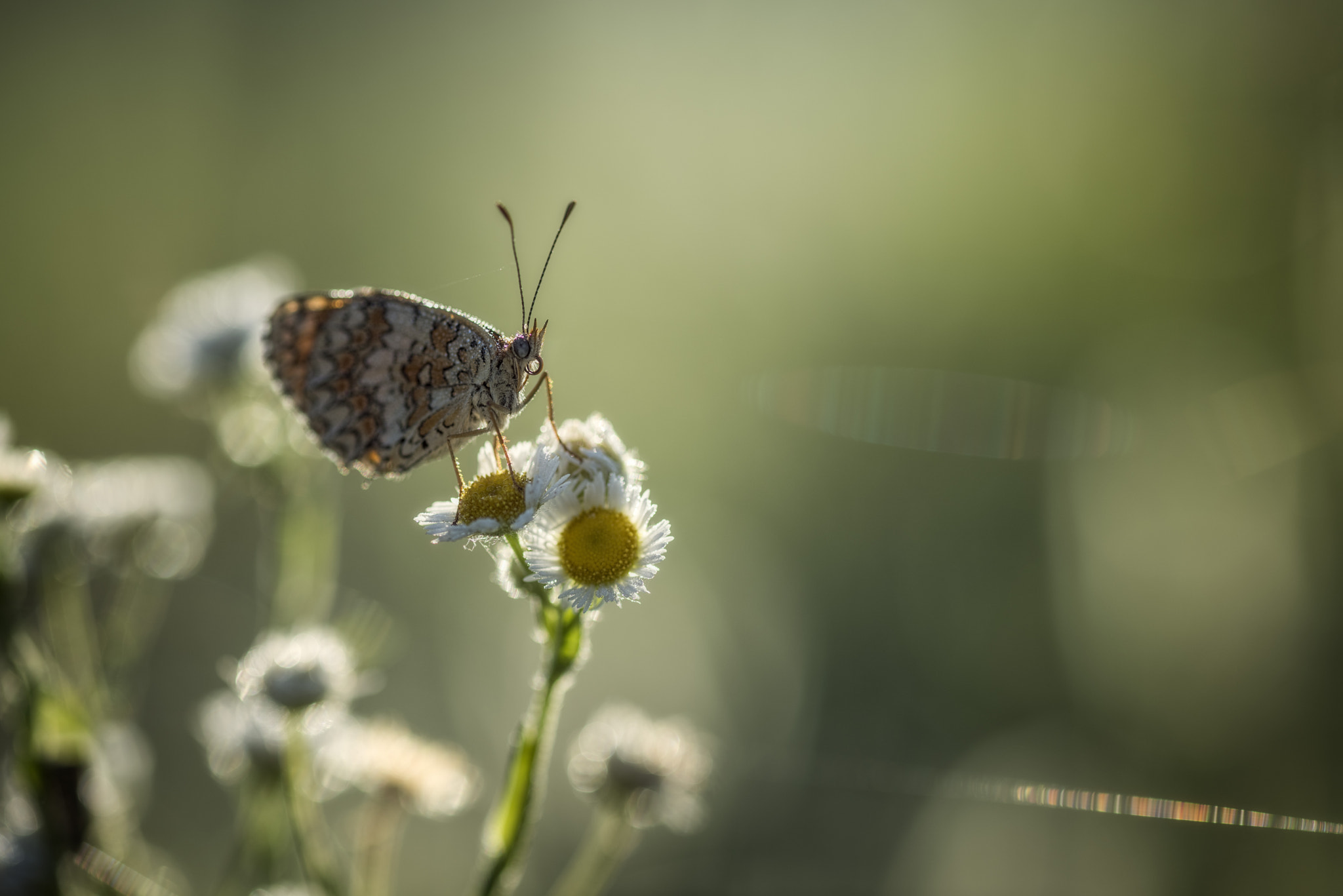 ZEISS Milvus 100mm F2 Macro sample photo. First sun photography