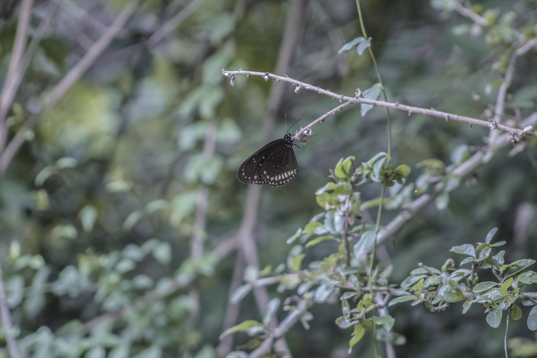 Canon EF 75-300mm f/4-5.6 USM sample photo. Black butterfly photography