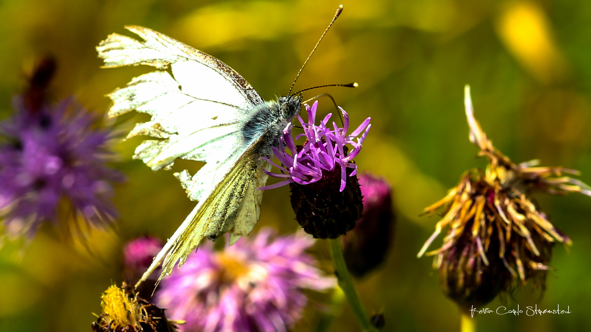 Canon EF 100mm F2.8 Macro USM sample photo. Broken wings photography