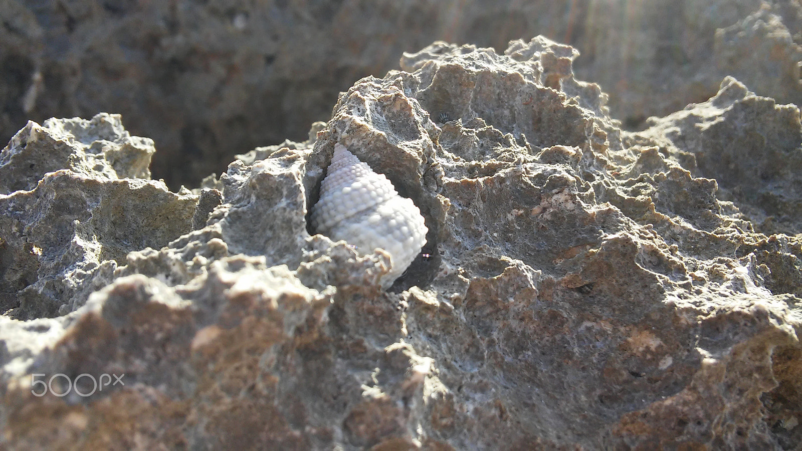 LG G3 S sample photo. Snail on rocks photography
