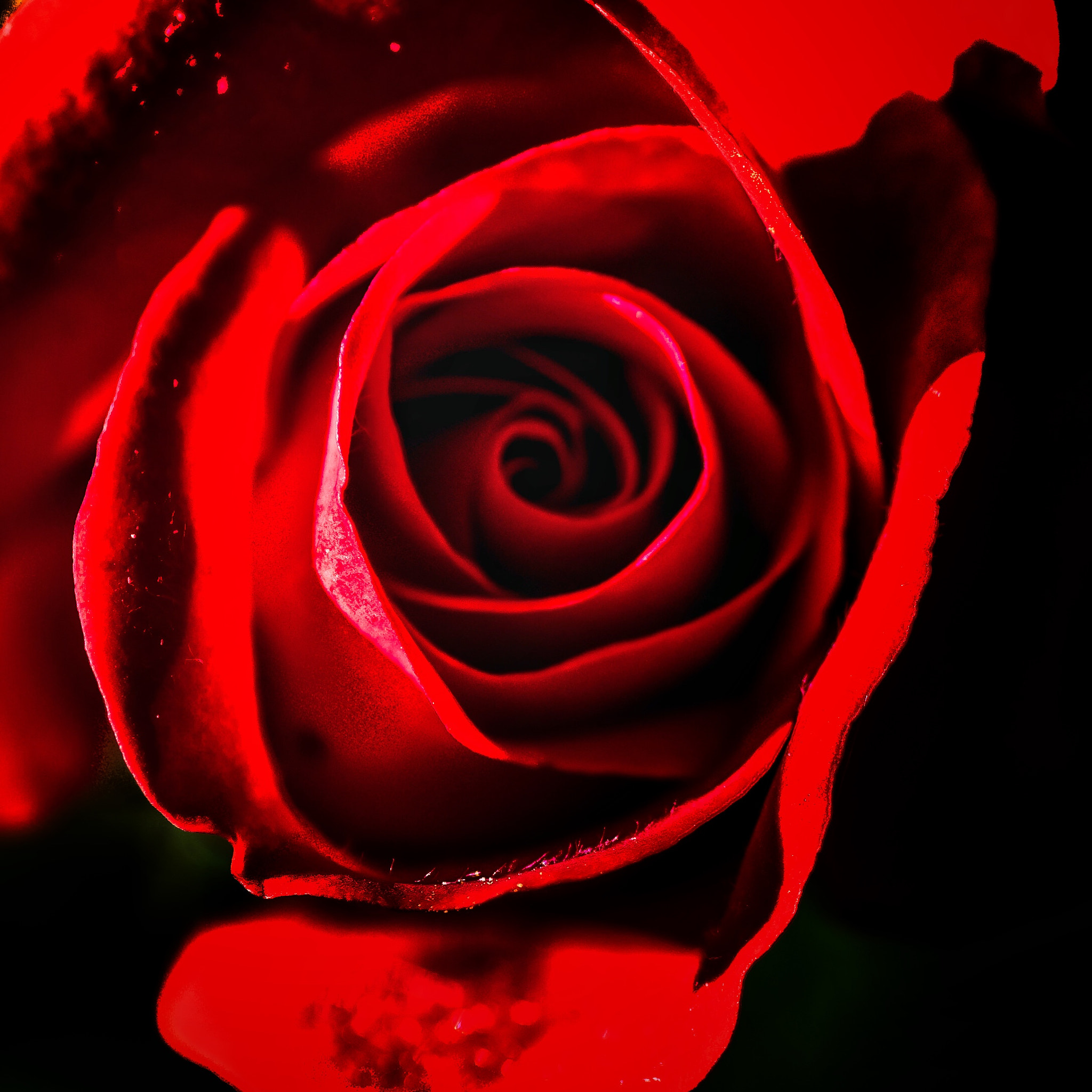 Nikon D800E sample photo. Perfume photography