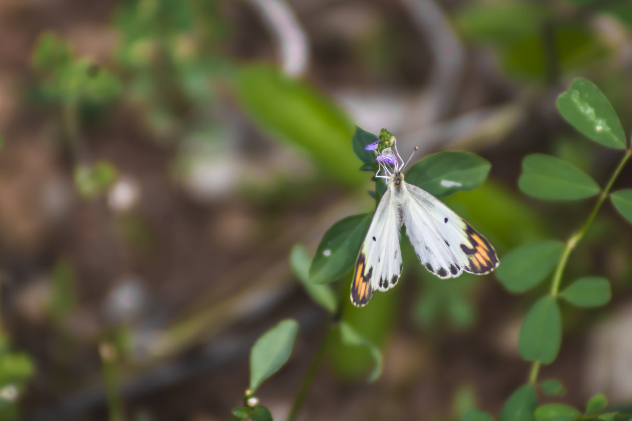 Canon EF 75-300mm f/4-5.6 USM sample photo. Butterfly in flower photography