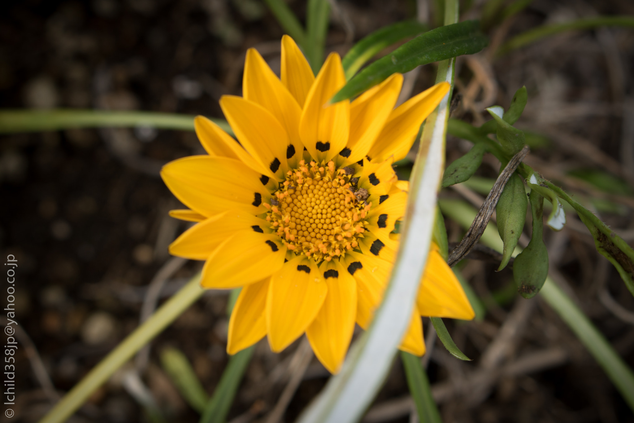 Canon EOS 760D (EOS Rebel T6s / EOS 8000D) + Canon EF-S 18-55mm F3.5-5.6 IS STM sample photo. Daisies on enoshima island photography