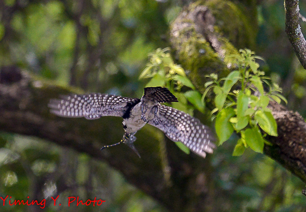 Nikon Nikkor AF-S 300mm F4E PF ED VR sample photo. Microhierax melanoleucos photography