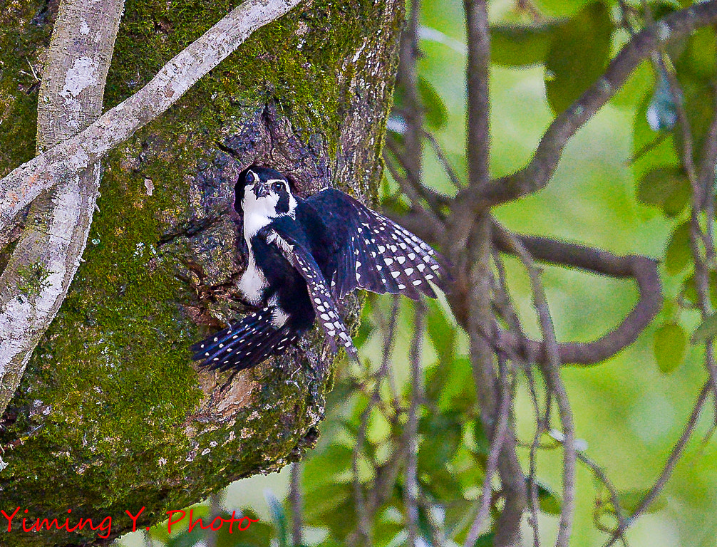 Nikon Nikkor AF-S 300mm F4E PF ED VR sample photo. Microhierax melanoleucos photography