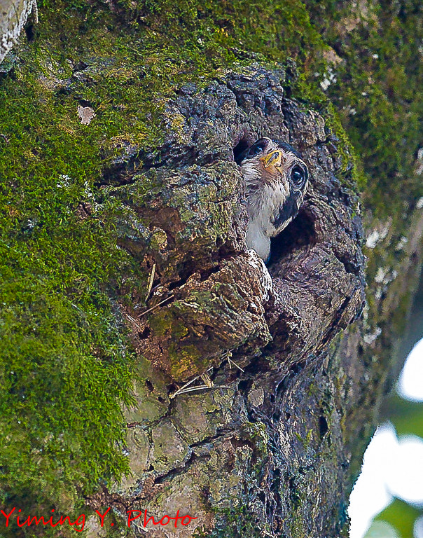 Nikon Nikkor AF-S 300mm F4E PF ED VR sample photo. Microhierax melanoleucos photography