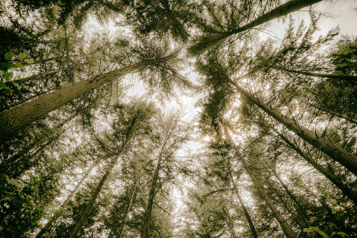 ZEISS Touit 12mm F2.8 sample photo. Heart of the forest photography