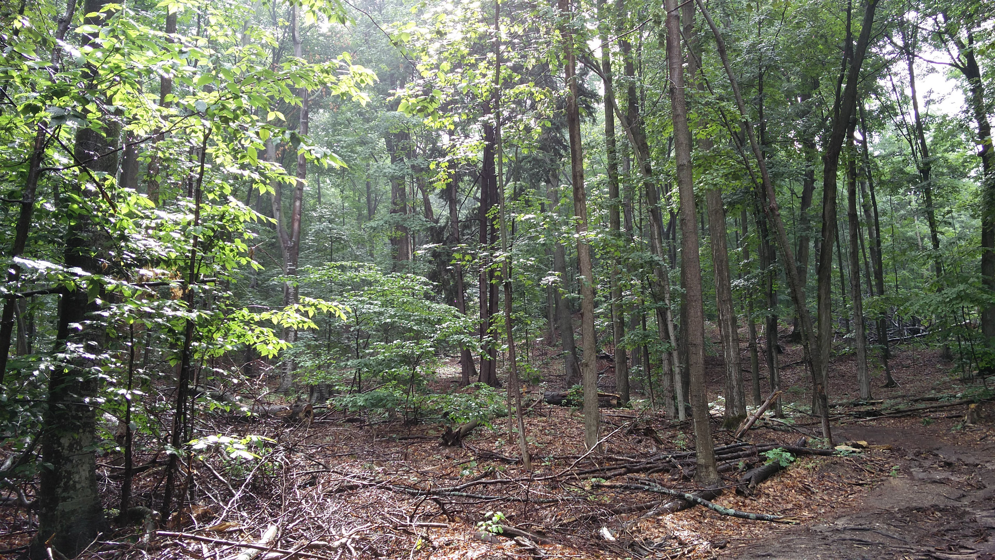 OnePlus ONE A2005 sample photo. Forest inside the state hospital grounds, mi photography