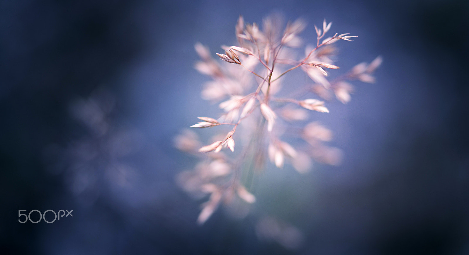 Samsung NX30 + Samsung NX 60mm F2.8 Macro ED OIS SSA sample photo. Moments photography