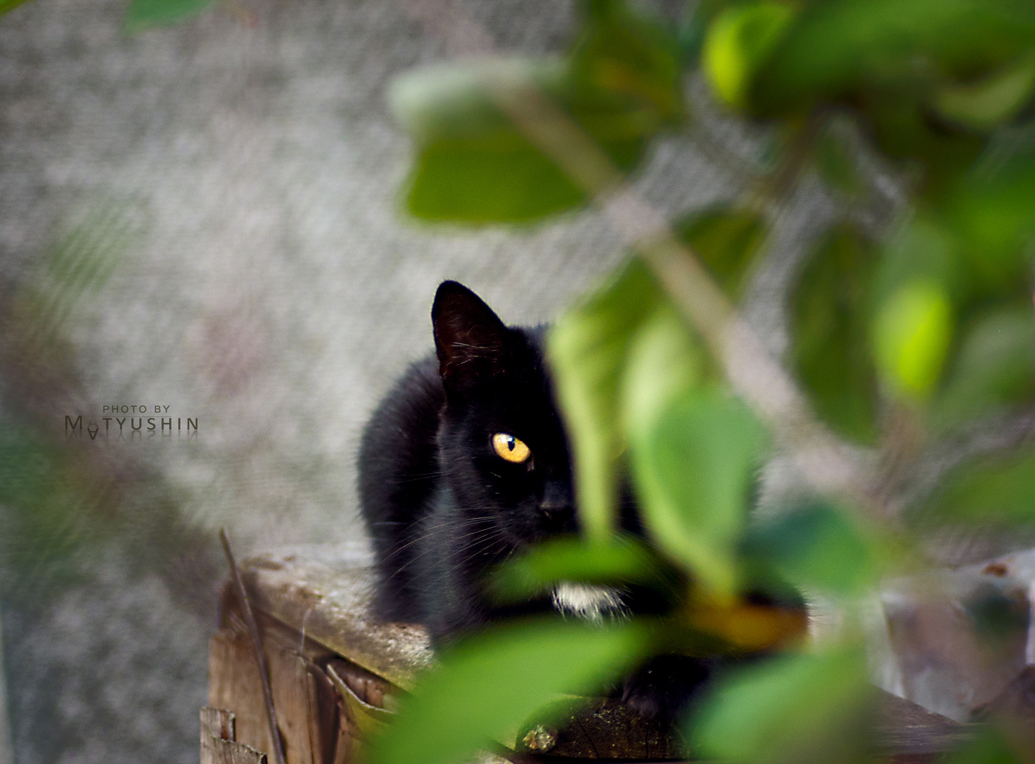 Nikon D70 sample photo. Yellow eye. photography