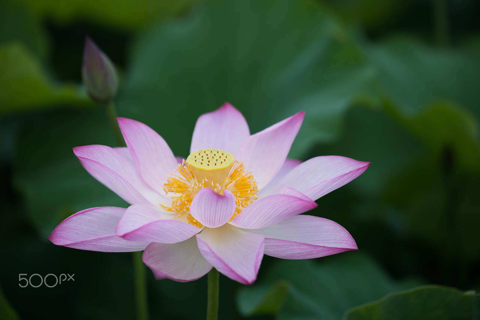 Sigma 150mm F2.8 EX DG OS Macro HSM sample photo. Lotus photography