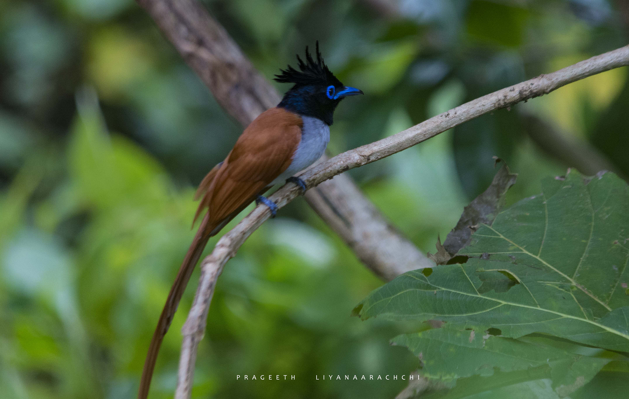 Sigma 150-500mm F5-6.3 DG OS HSM sample photo. Asian paradise flycatcher photography