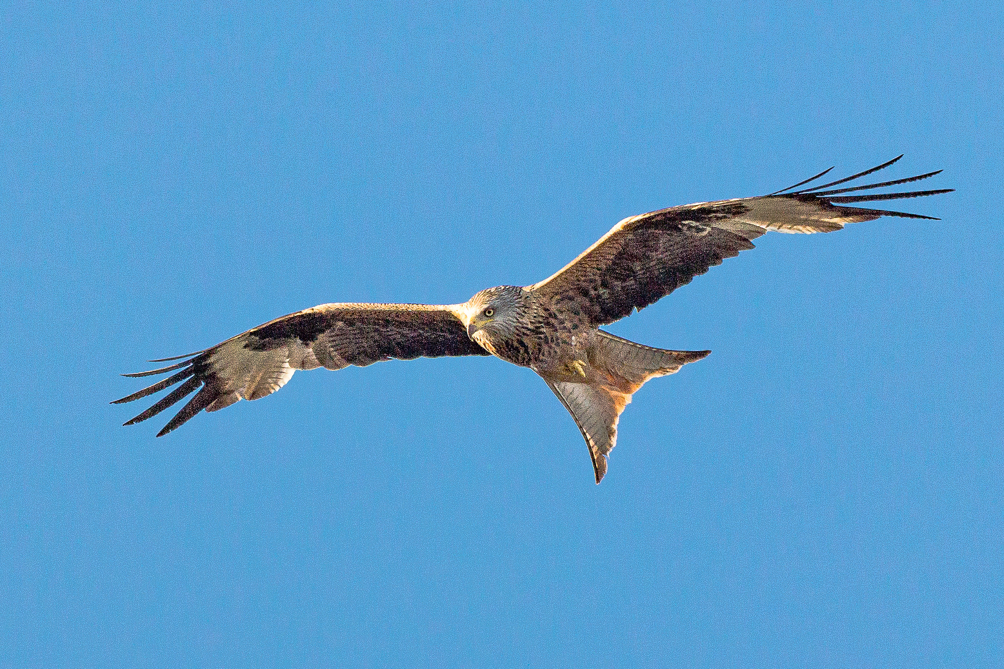 Canon EOS 60D + Canon EF 100-400mm F4.5-5.6L IS USM sample photo. Red kite photography