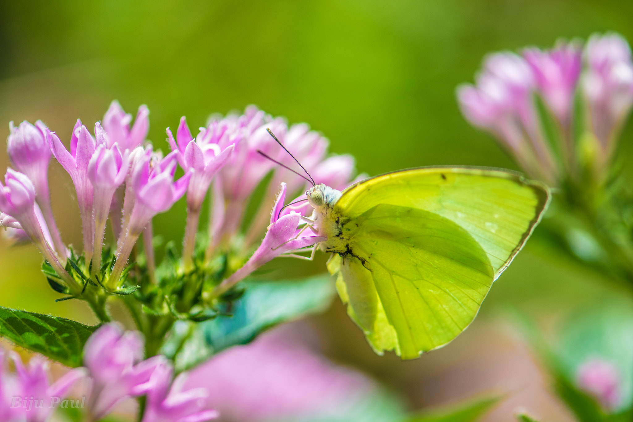 Nikon AF-S Micro-Nikkor 105mm F2.8G IF-ED VR sample photo. Pink-----yellow photography