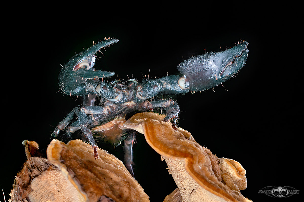 Canon MP-E 65mm F2.5 1-5x Macro Photo sample photo. Heterometrus laoticus photography