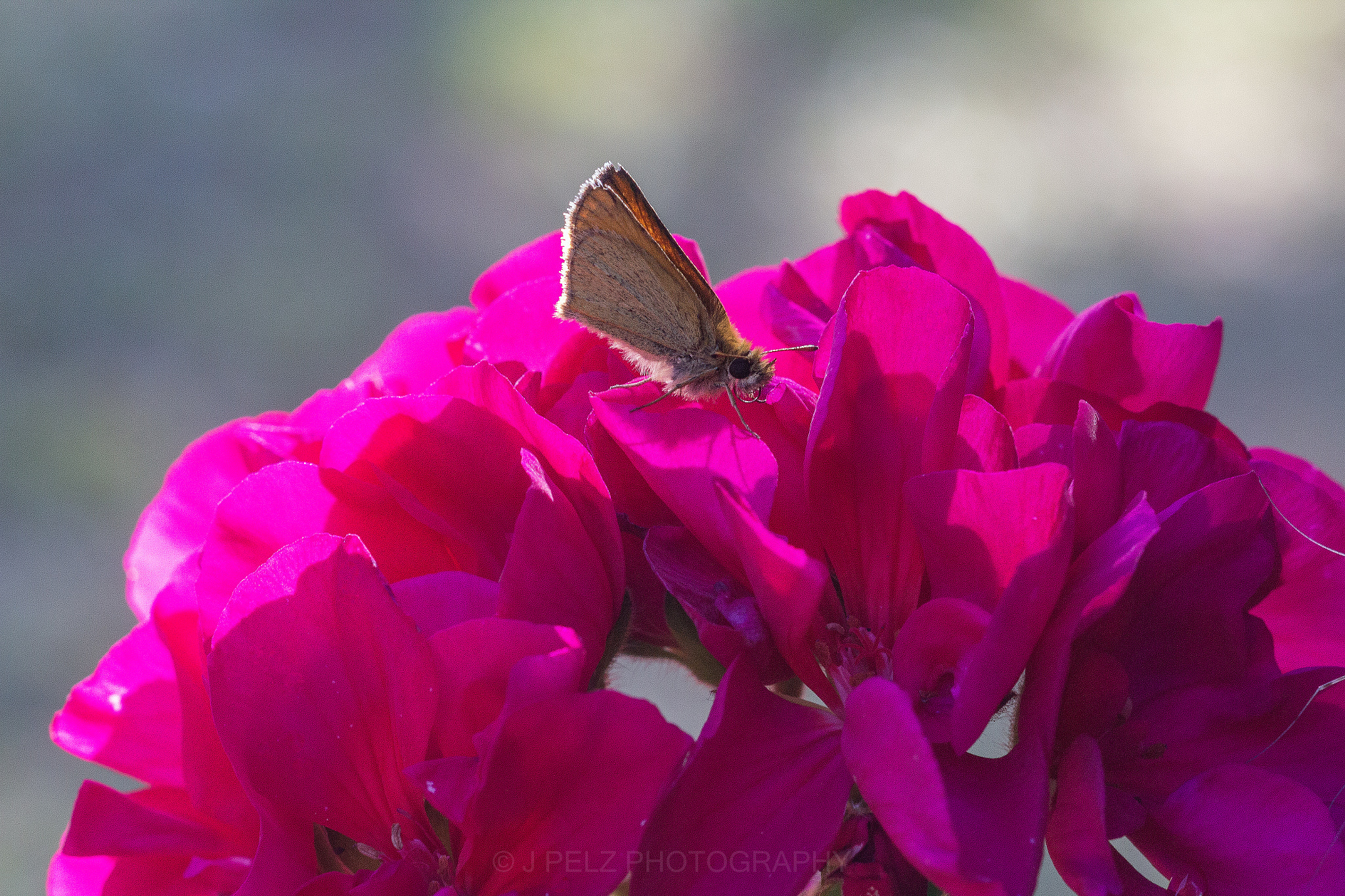 Canon EF 100mm F2.8 Macro USM sample photo. Butterfly photography
