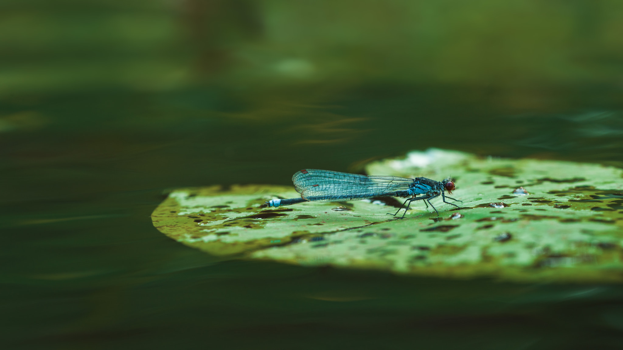 Sigma 150mm F2.8 EX DG OS Macro HSM sample photo. ***** photography