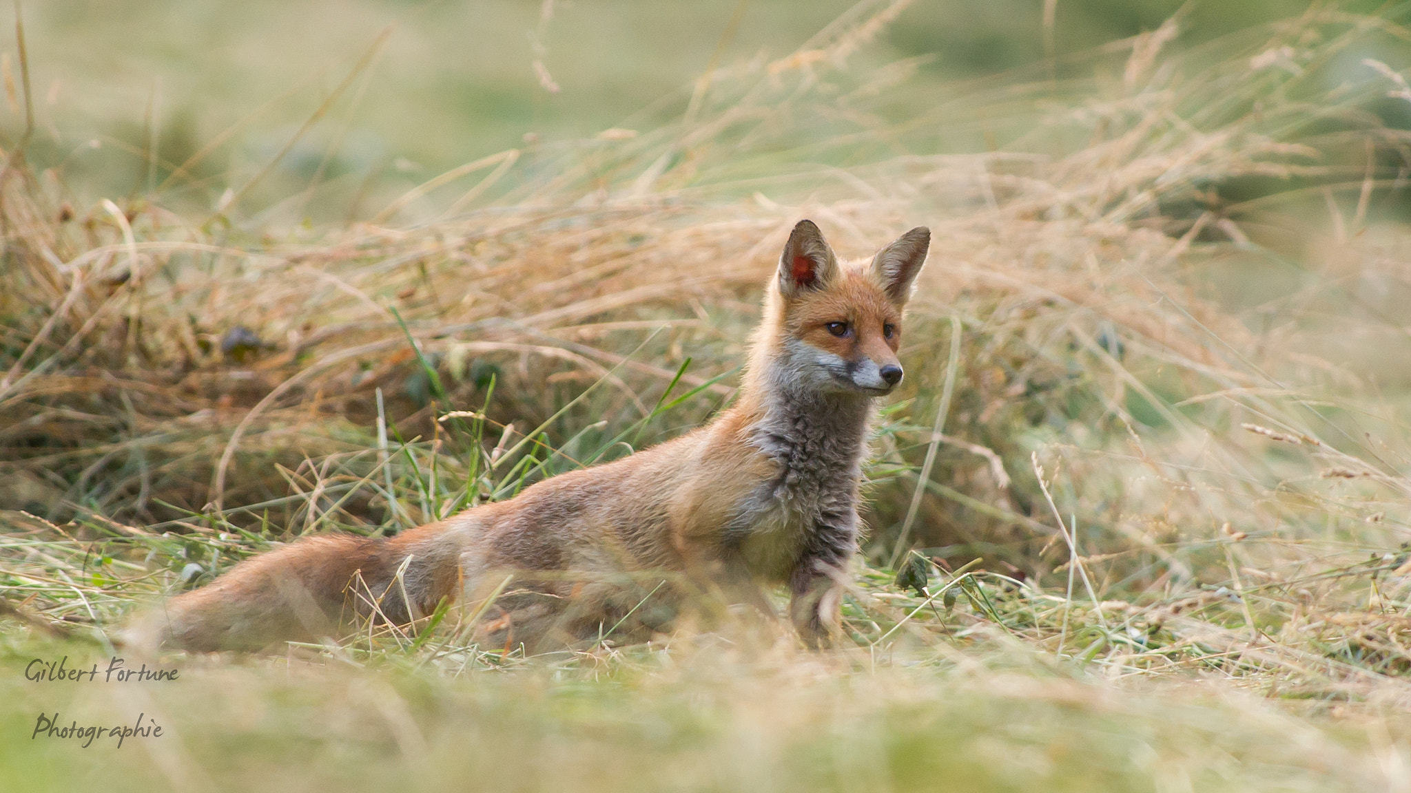 Nikon AF-S Nikkor 300mm F2.8G ED VR II sample photo. Renard à l'affût! photography