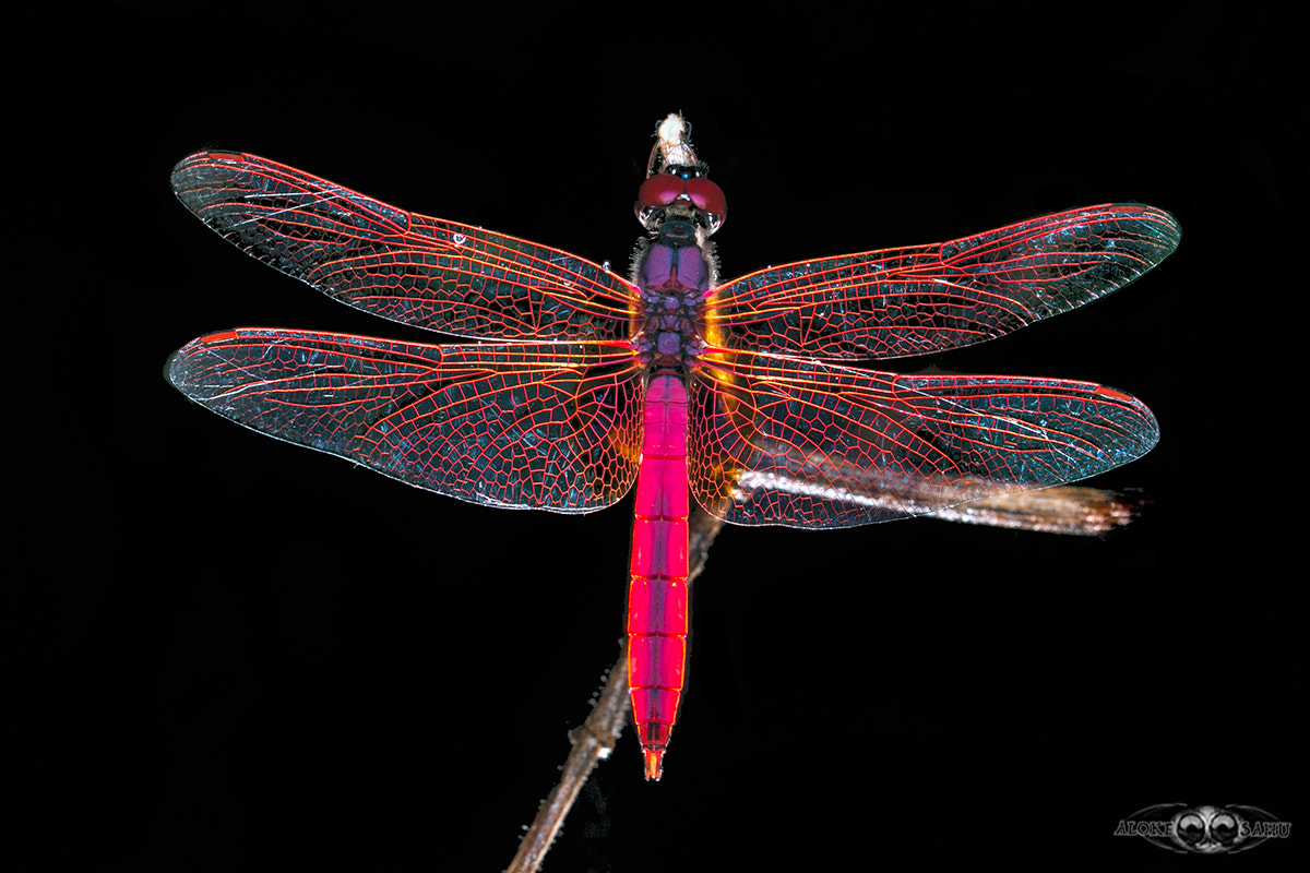 Canon MP-E 65mm F2.5 1-5x Macro Photo sample photo. Trithemis aurora photography